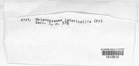 Melanopsamma latericollis image
